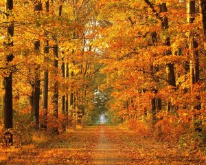 Read more about the article Considering a PMA This Autumn? Call CMS Mechanical Today!