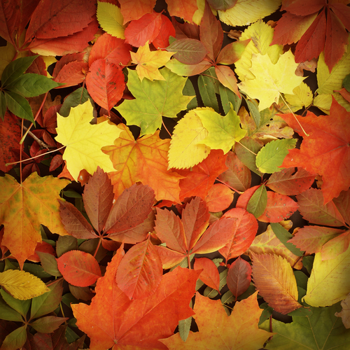 You are currently viewing Fall HVAC Maintenance Tips